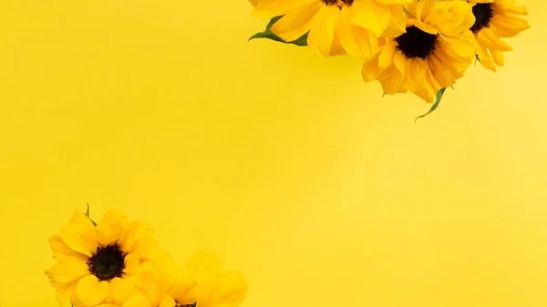 Girasoles Amarillos Sobre Fondo Amarillo Composición Floral Vista Superior Espacio — Foto de Stock