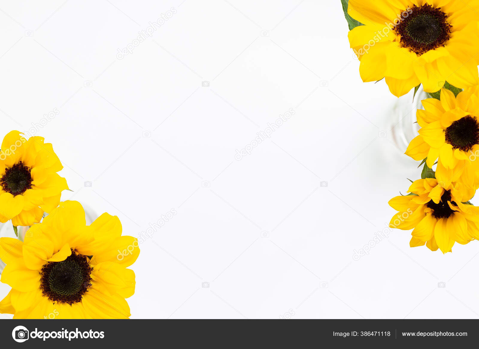 Kuning Bunga Matahari Latar Belakang Putih Komposisi Bunga Tampilan Atas Stok Foto C Sangapark 386471118