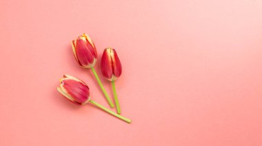 Kırmızı arkaplanda kırmızı lale çiçekleri. Çiçek kompozisyonu, düz konum, üst görünüm, kopyalama alanı