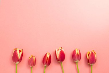 Kırmızı arkaplanda kırmızı lale çiçekleri. Çiçek kompozisyonu, düz konum, üst görünüm, kopyalama alanı