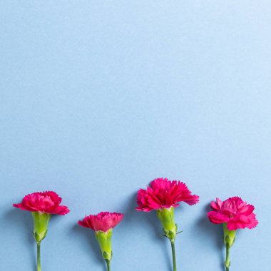 Mavi arka planda pembe karanfil çiçekleri. Çiçek kompozisyonu, düz konum, üst görünüm, kopyalama alanı