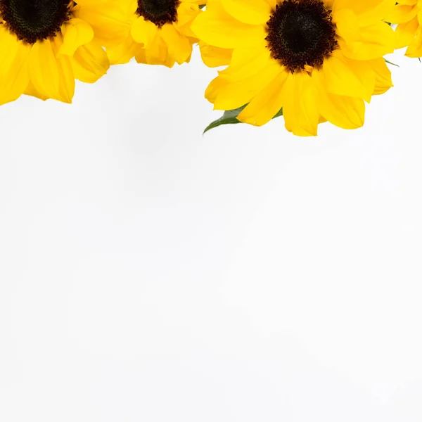 Girasoles Amarillos Fondo Blanco Composición Floral Vista Superior Espacio Para — Foto de Stock