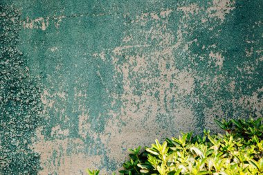 Yeşil boyanmış beton duvar dokusu ve yeşil yaprak arkaplan