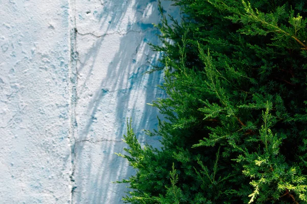 Blue Painted Concrete Wall Green Leaf Texture Background — Stock Photo, Image