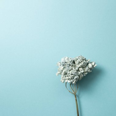 Mavi arka planda kurumuş mavi ortanca çiçeği. Üst görünüm, boşluk kopyala