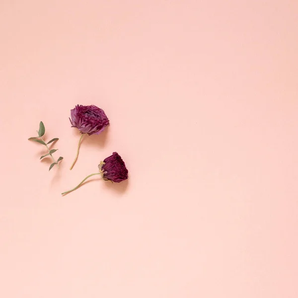 Dry Pink Ranunculus Flower Eucalyptus Leaves Pink Background Flat Lay — Stock Photo, Image