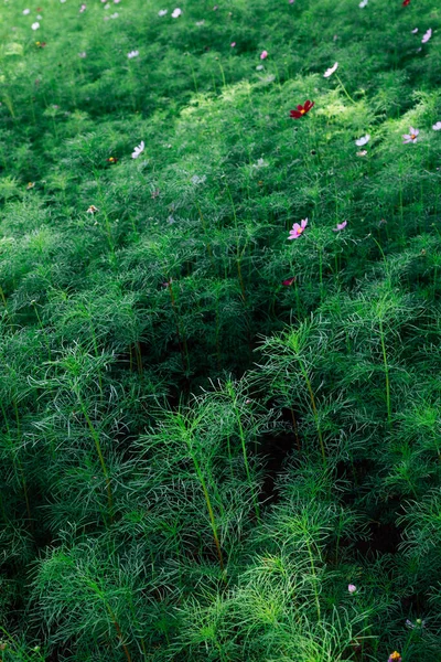 Campo Verde Com Flor Cosmos Coréia — Fotografia de Stock