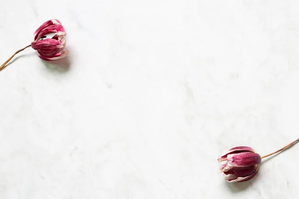 Flor Roja Tulipán Seco Púrpura Sobre Fondo Gris Blanco Plano —  Fotos de Stock