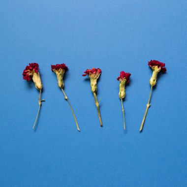 Mavi arka planda kuru pembe karanfil çiçekleri. düz alan, üst görünüm, kopyala boşluk