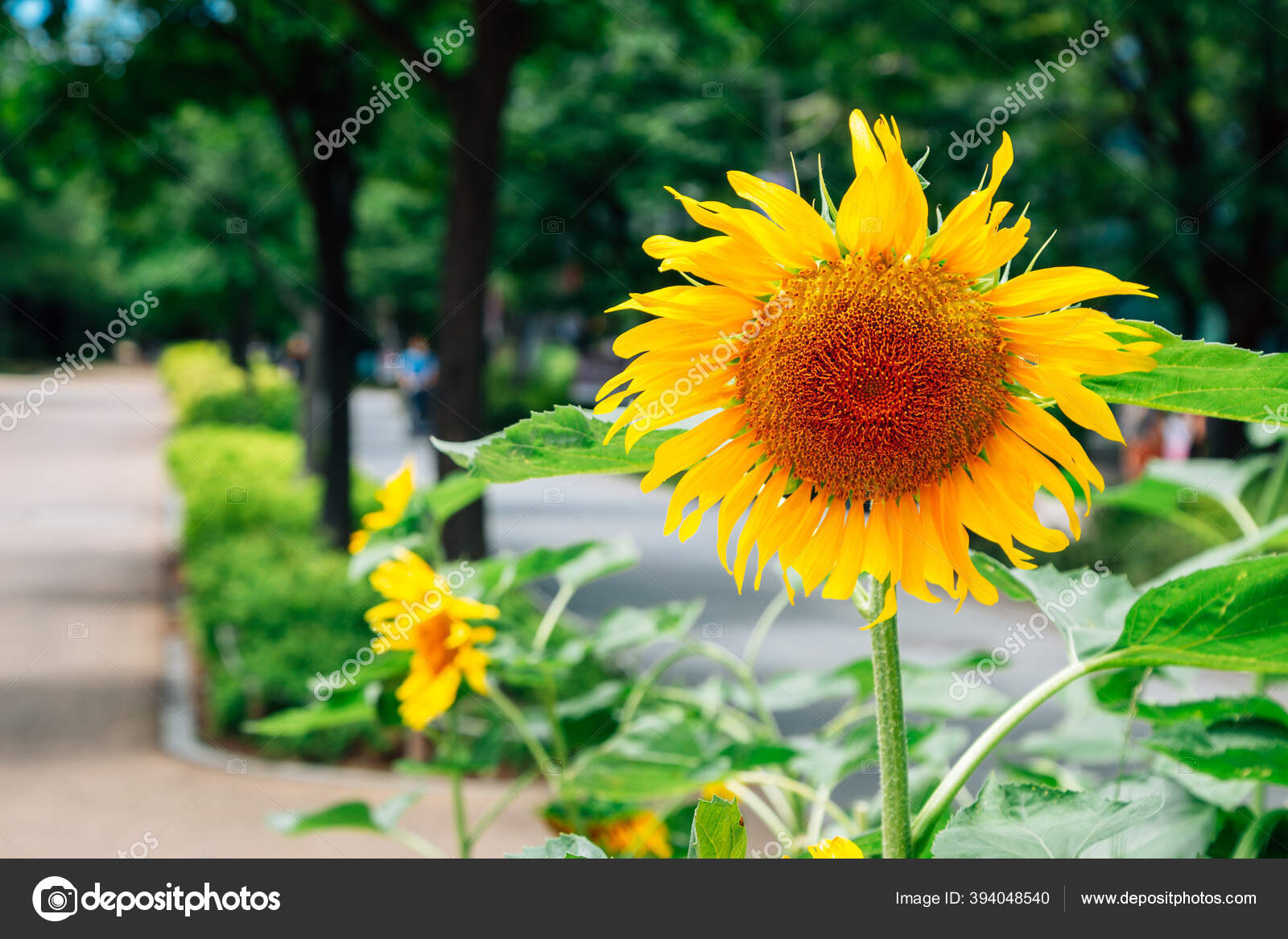 Bunga Matahari Kuning Taman Hutan Seoul Korea Stok Foto C Sangapark 394048540