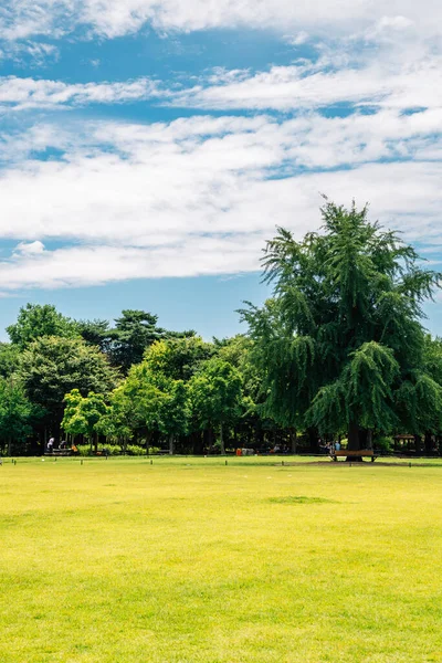 Kore 'deki Seul orman parkında yeşil ağaçlı çim tarlası.