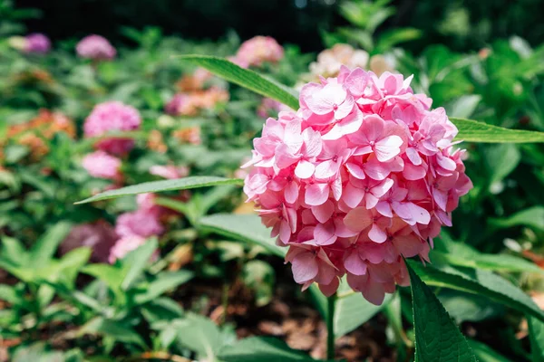 Hortenzie Květinové Pole Soulském Lesoparku Koreji — Stock fotografie