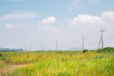 Kore, Hwaseong 'daki Hwaseong Fosilleşmiş Dinozor Yumurta Bölgesi' nde yeşil kamış tarlası.