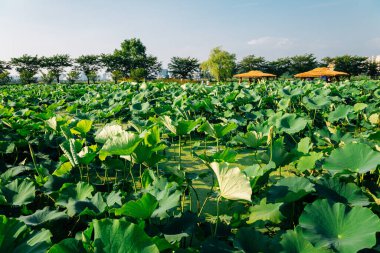 Gwangokji Yazı Siheung Lotus Çiçek Parkı Siheung, Kore