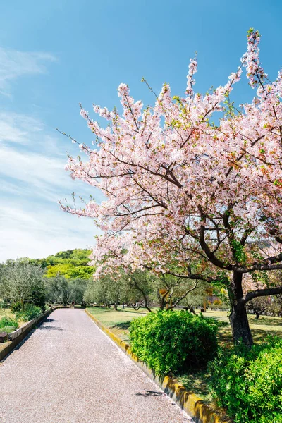 Camino Flores Cerezo Isla Shodoshima Olive Park Kagawa Japón — Foto de Stock