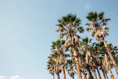 Kore Jeju Adası 'ndaki Daepo Jusangjeolli parkında tropik palmiye ağaçları.