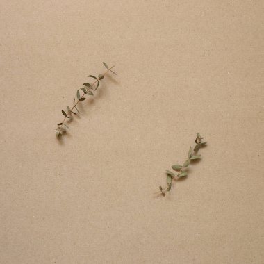 Okaliptüs, Kraft kağıdının arka planında yapraklar bırakır. düz alan, üst görünüm, kopyala boşluk