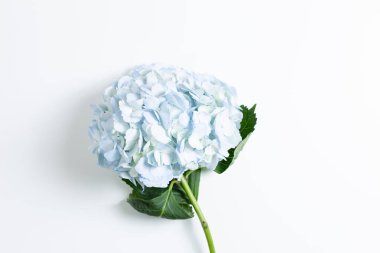 Beyaz arka planda taze mavi ortanca çiçeği. Üst görünüm, boşluk kopyala