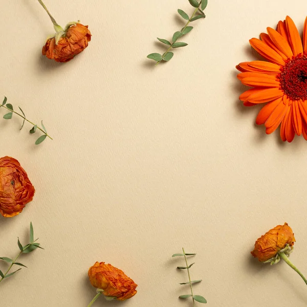 Concept Automne Oranger Ranunculus Gerbera Fleurs Marguerites Avec Des Feuilles — Photo