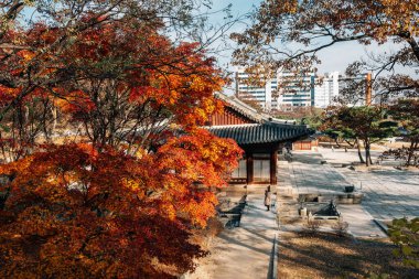 Changgyeonggung Sarayı Seul, Kore 'de sonbahar akçaağacı ile