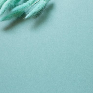 Yeşil tavşanların kuyruk çimenleri (Lagurus ovatus) yeşil arka planda kuru çiçeklerdir. düz alan, üst görünüm, kopyala boşluk