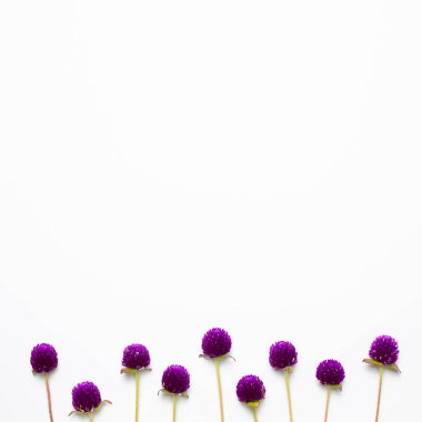 Beyaz arka planda mor küre çiçekleri. düz alan, üst görünüm, kopyala boşluk