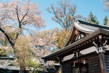 Yamanashi, Japonya - 9 Nisan 2023: Shimoyoshida Fujisan Simomiya Omuro Sengen Jinja ve kiraz çiçekleri