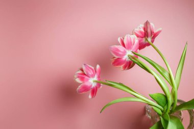 metin için yer ile pembe bir arka plan cam bardakta pembe yemyeşil laleler.