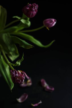 Siyah depresif zemin solmuş lale buketi. Laleler koyu arka plan üzerinde düşmüş yaprakları. Makro vurdu. Buket depresif eski.