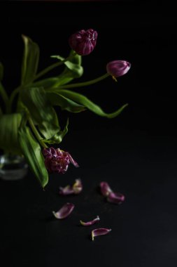 Siyah depresif zemin solmuş lale buketi. Laleler koyu arka plan üzerinde düşmüş yaprakları. Makro vurdu. Buket depresif eski.