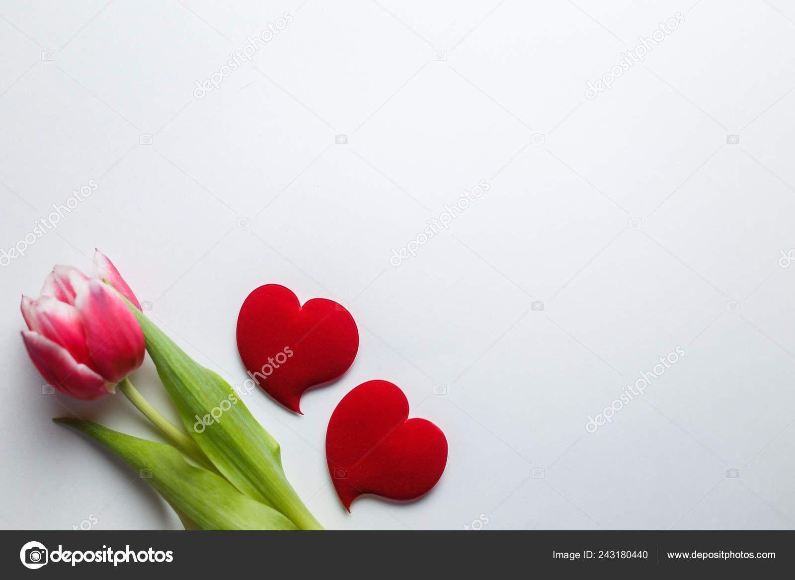 Delicate Tulipe Rose Sur Fond Rose Avec Place Pour Texte Photographie Jenny Trast C