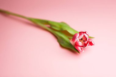 Narin pembe lale metin yer pembe bir zemin üzerine. Kutlama için veya tatil Mart 8, anneler günü, 14 Şubat, Noel, Doğum günü, düğün, nişan için arka.