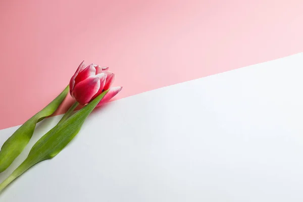 Delicate pink tulip on a pink background with place for text. Background for congratulations or for the holiday of March 8, Mother\'s Day, February 14, Christmas, birthday, wedding, engagement.