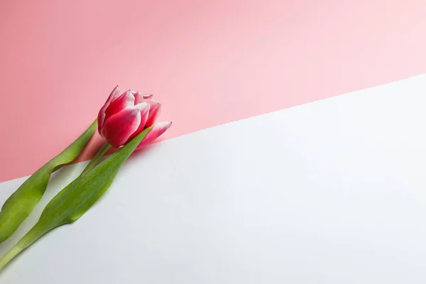 Delicate pink tulip on a pink background with place for text. Background for congratulations or for the holiday of March 8, Mother's Day, February 14, Christmas, birthday, wedding, engagement.