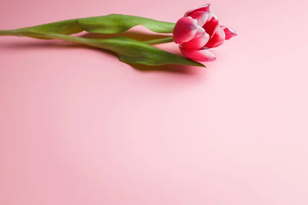 Narin pembe lale metin yer pembe bir zemin üzerine. Kutlama için veya tatil Mart 8, anneler günü, 14 Şubat, Noel, Doğum günü, düğün, nişan için arka.