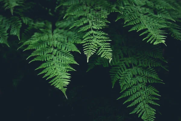 绿蕨叶暗自然背景 — 图库照片