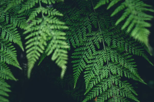 绿蕨叶暗自然背景 — 图库照片