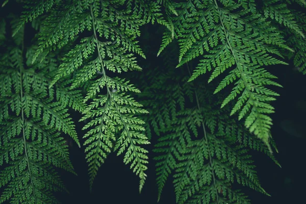 Helecho Verde Hojas Oscuro Naturaleza Fondo — Foto de Stock