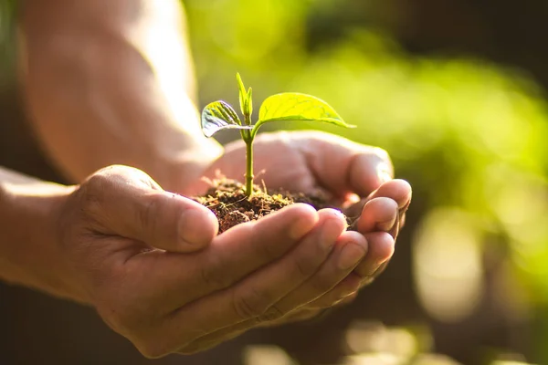 Ağaç bakım kaydetmek dünya ağaç dikme, eller doğa ve akşam ışığında fidan koruyorsun