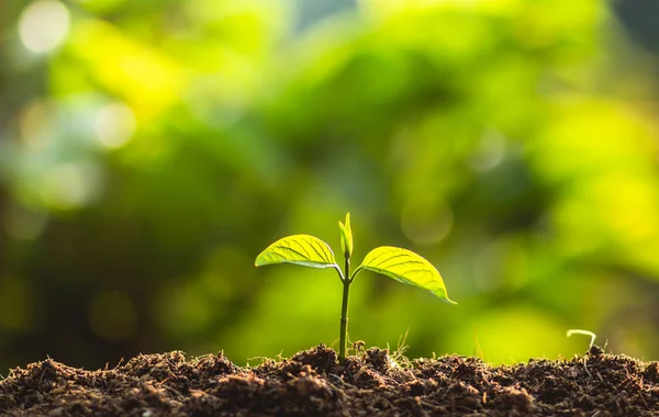 Plantarea Copacilor Îngrijirea Copacilor Salvează Lumea Mâinile Protejează Răsadurile Natură — Fotografie, imagine de stoc