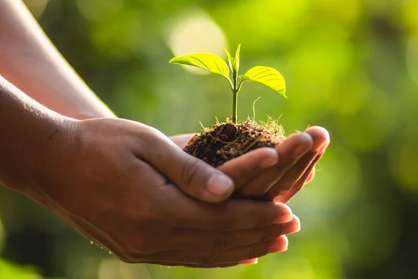 Plantar Árboles Cuidado Los Árboles Salvar Mundo Las Manos Están — Foto de Stock
