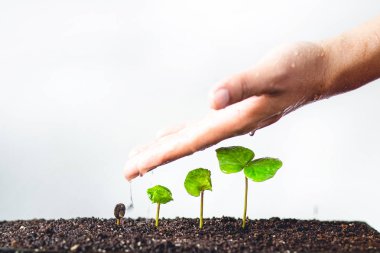 Büyüyen fidan kahve ağaçları el korumak beyaz arka plan