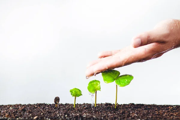 Cultivo Árboles Café Sapling Mano Proteger Fondo Blanco — Foto de Stock