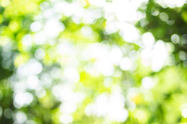 Bulanık ve bokeh yeşil arka plan