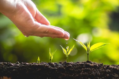 bir ağaç büyüyen ağaç bakım ağaç bitki ve doğa ağaçlarda sulama eller