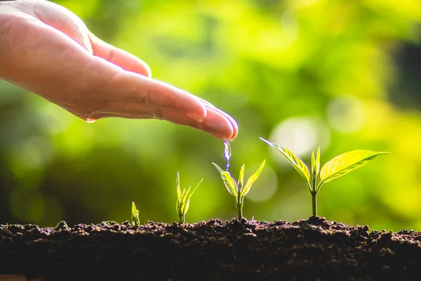 Plantar Árbol Cultivar Árbol Cuidado Manos Regar Árboles Naturaleza — Foto de Stock