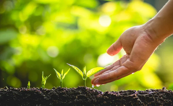 Plant Tree Growing Tree Care Tree Hands Watering Trees Nature — Stock Photo, Image