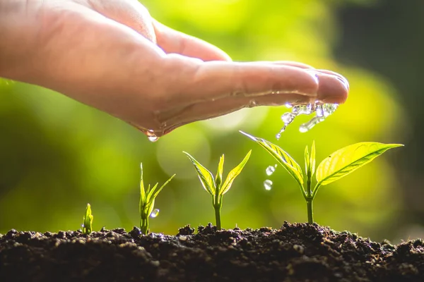 Fern yeşil arka plan doğa içinde bırakır.