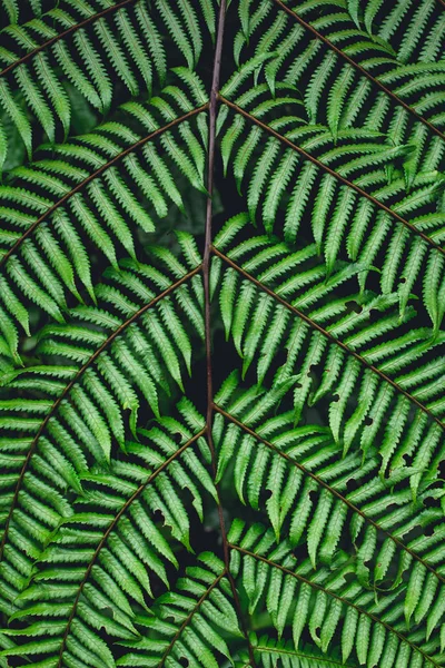 シダ葉緑の背景は自然の中 — ストック写真