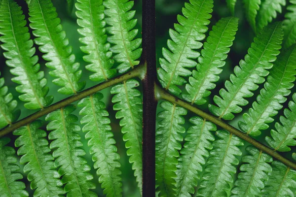 Helecho Deja Fondo Verde Naturaleza — Foto de Stock